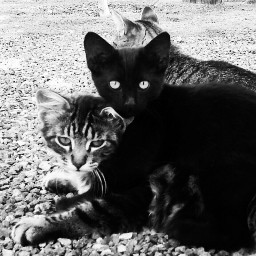 photography black & white pets & animals love cute kitties